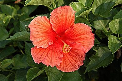 《文明7》将在2025年3月31日之前推出 期待吗？